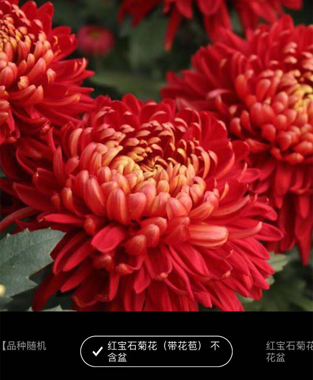 1540643044981632.jpg