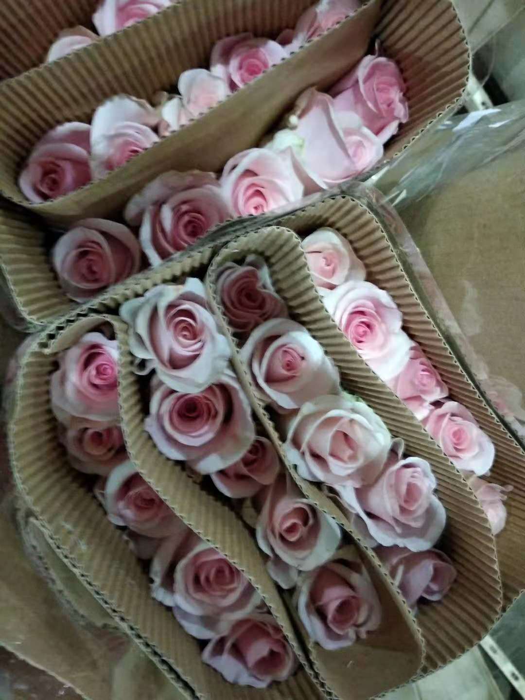 1541648800136198.jpg